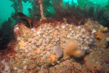 Rocky Reef (Northern Ireland Environment Agency)